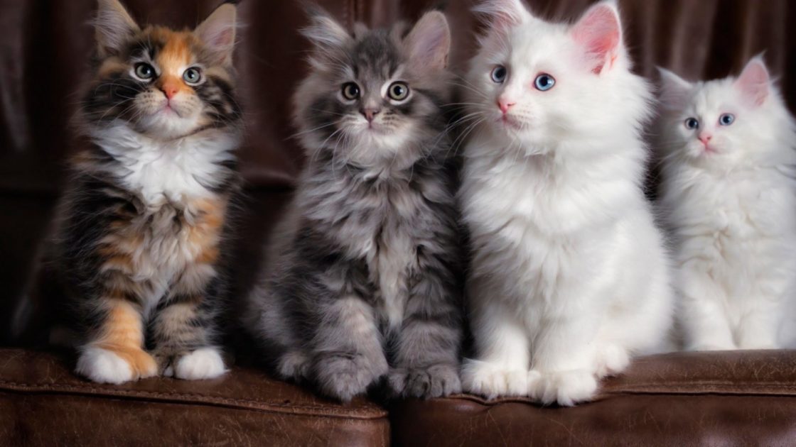 wallpaper et fond d'écran chatons chat animals animaux mignon