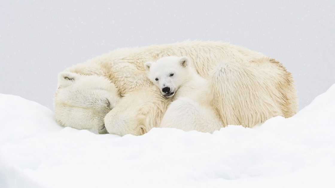 wallpaper et fond d'écran ours famille polaire neige nature animals animaux