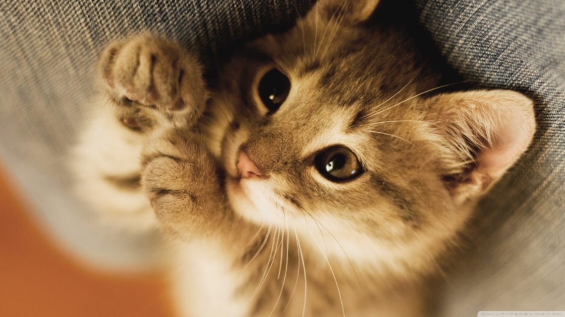 wallpaper et fond d'écran chaton chat mignon portrait animals animaux félin