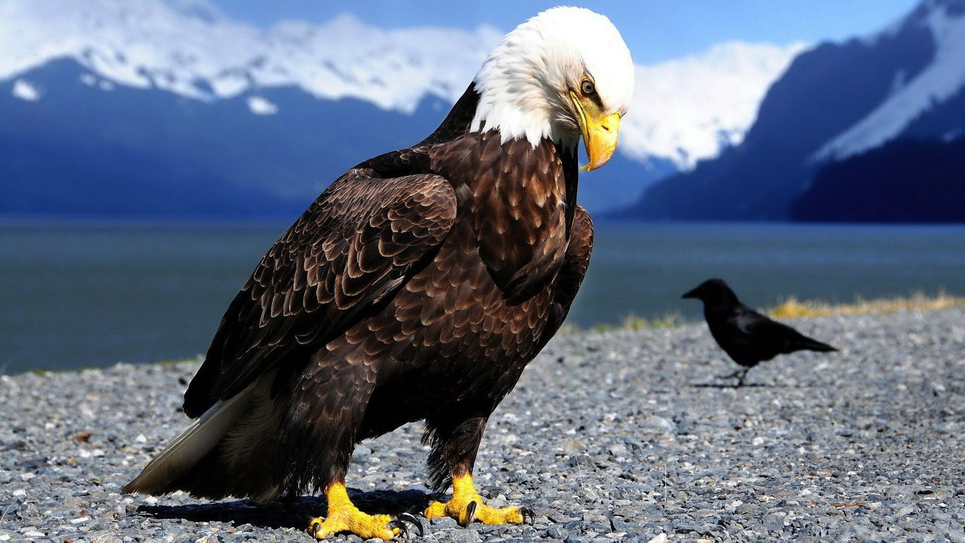 wallpaper et fond d'écran aigle oiseau animals animaux portrait emblème