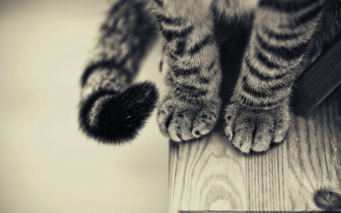 wallpaper et fond d'écran pattes chat cat animals animaux