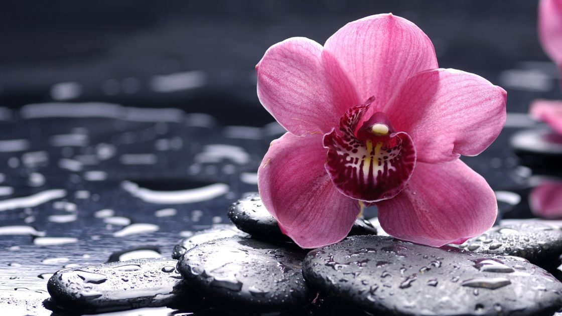 wallpaper et fond d'écran fleur zen nature macro galet zénitude