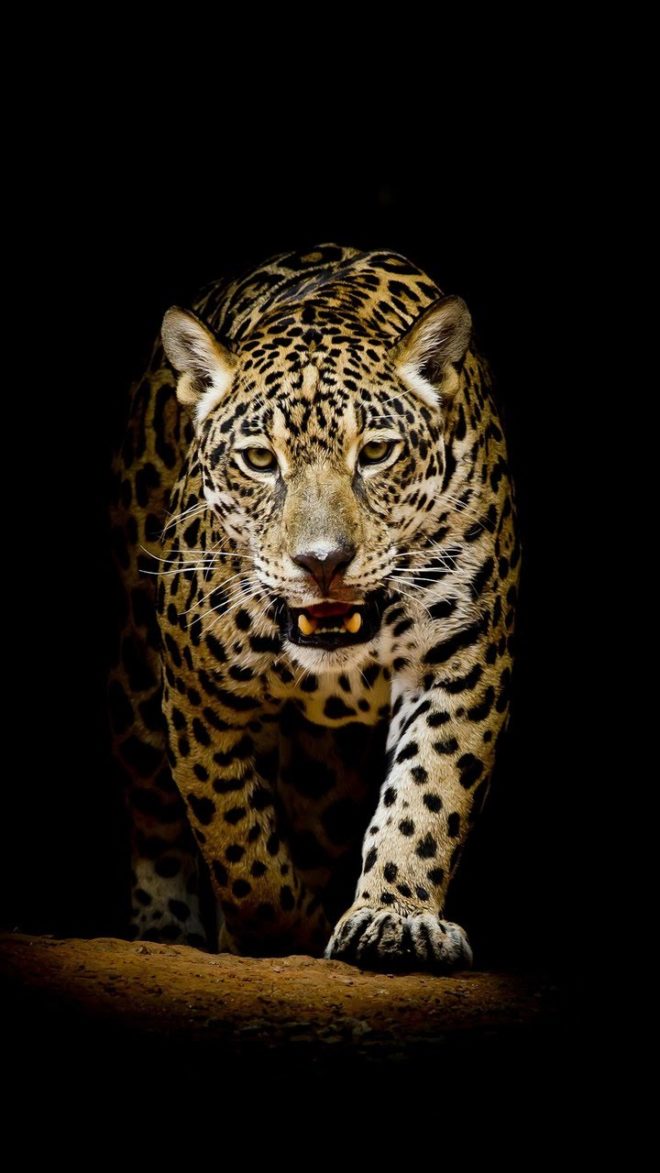 wallpaper et fond d'écran panthère félin animals animaux fauve