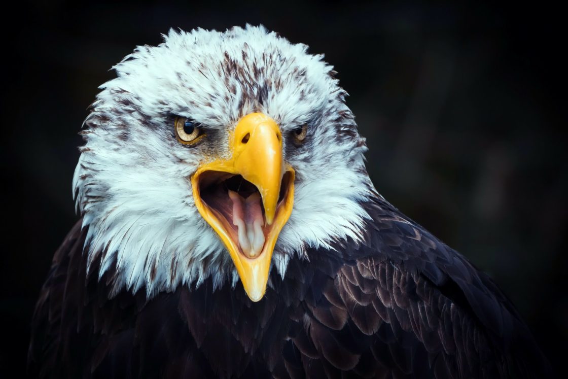 wallpaper et fond d'écran aigle oiseau animals animaux portrait emblème