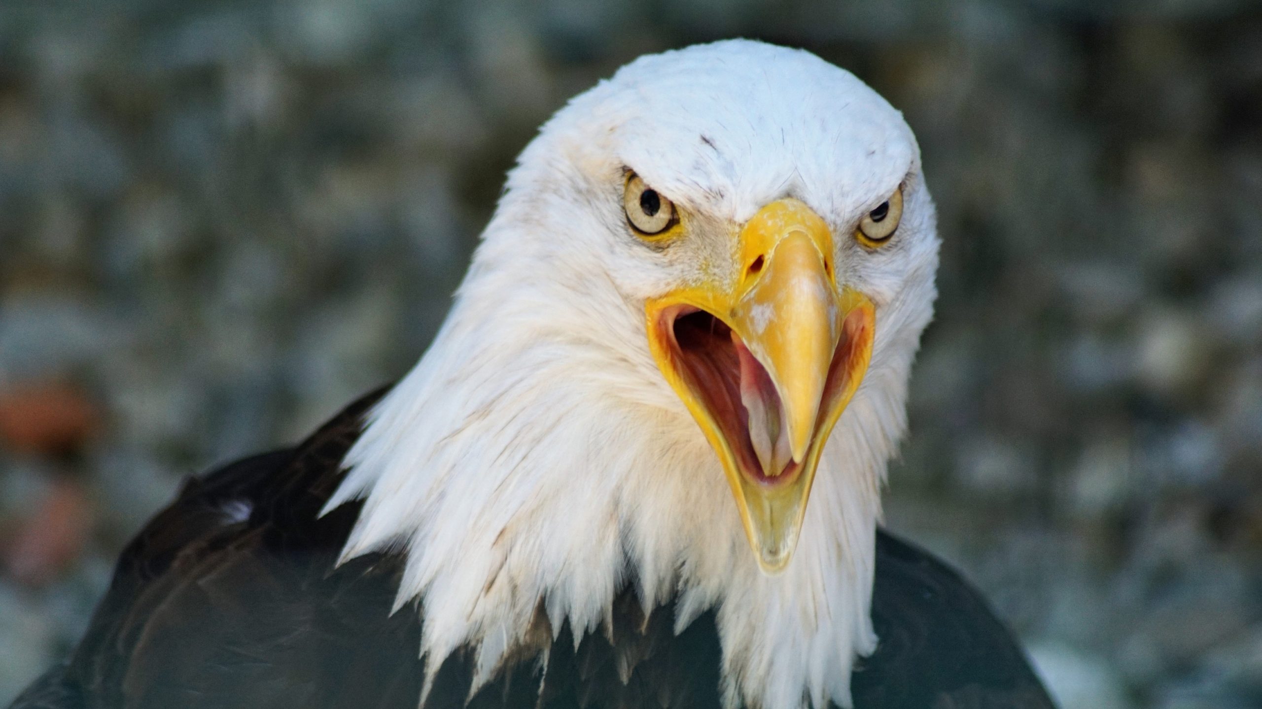 wallpaper et fond d'écran aigle oiseau animals animaux portrait emblème