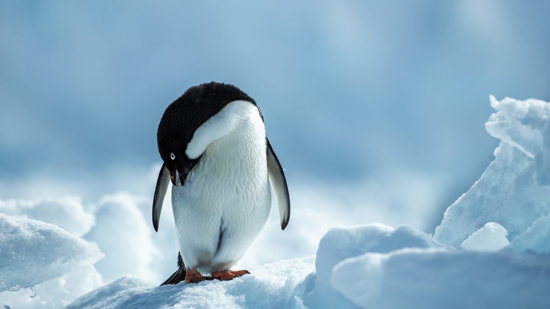 wallpaper et fond d'écran pingouins animals animaux nature neige