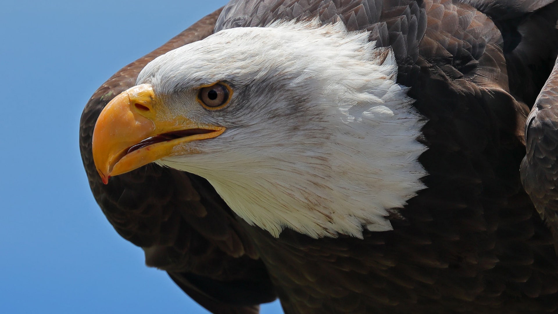 wallpaper et fond d'écran aigle oiseau animals animaux portrait emblème