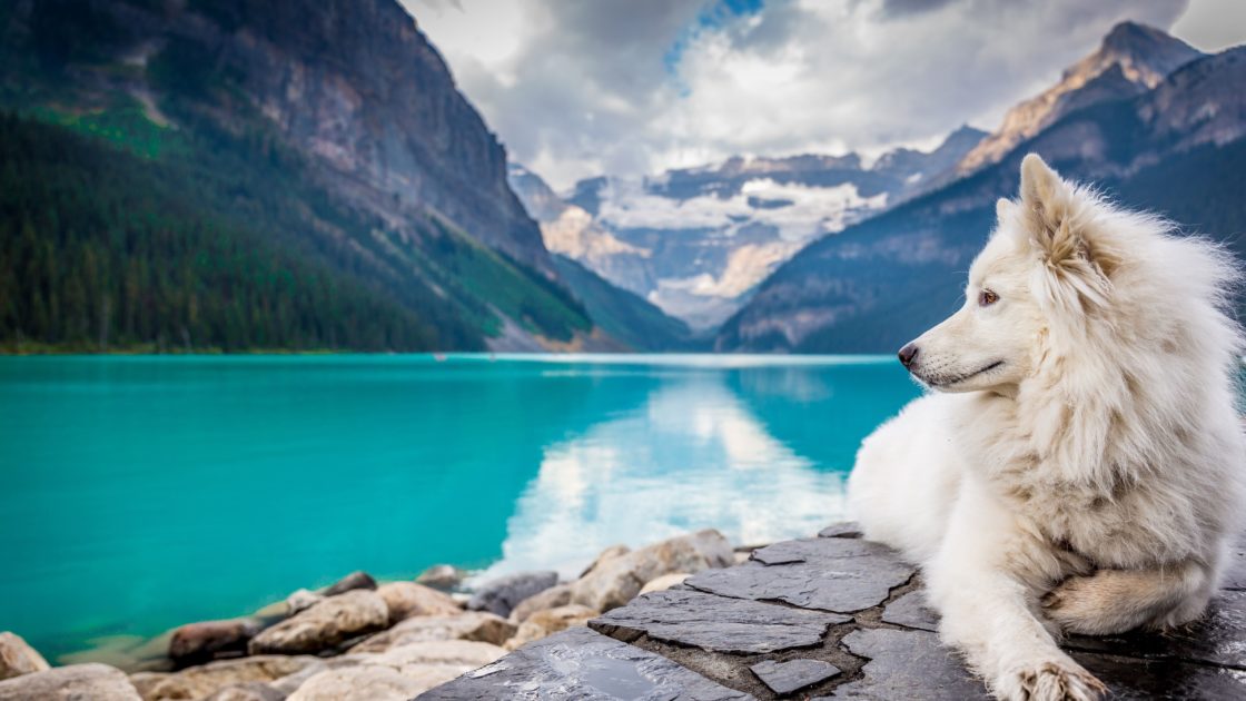 wallpaper et fond d'écran lac eau pays paysage nature chien