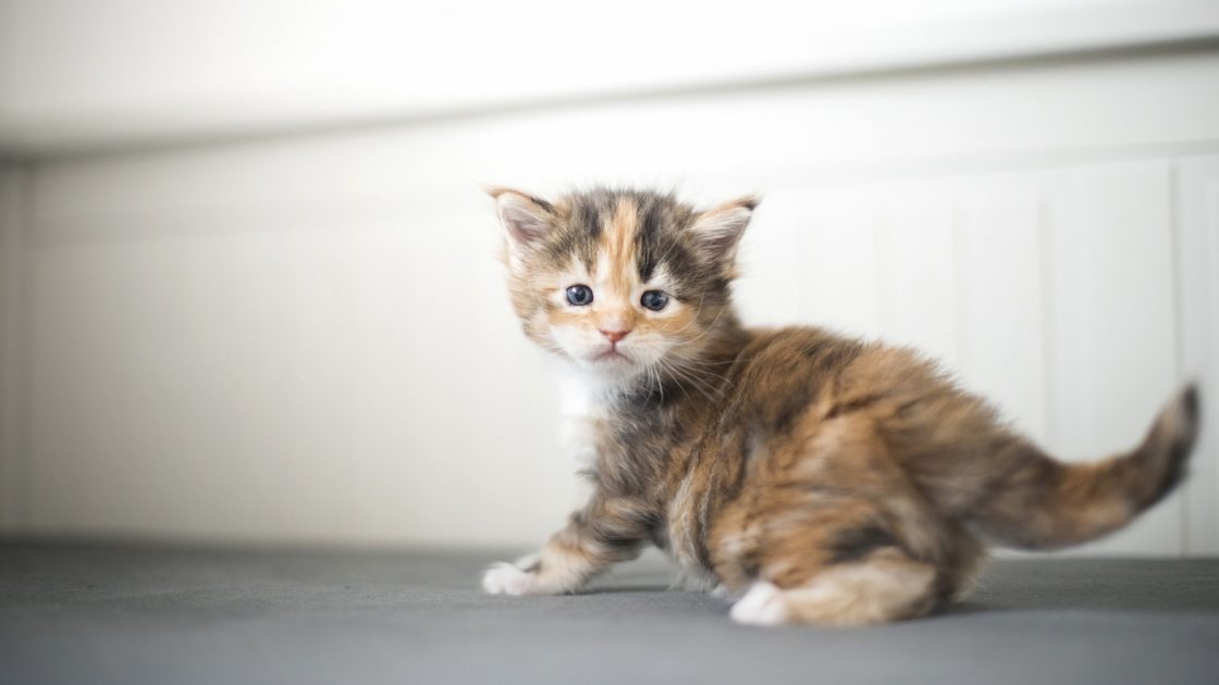 wallpaper et fond d'écran mignon chaton chat animals animaux félin