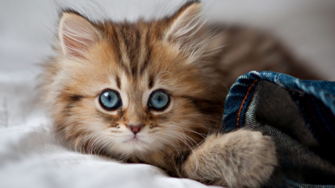 wallpaper et fond d'écran chaton caché animals animaux chat mignon