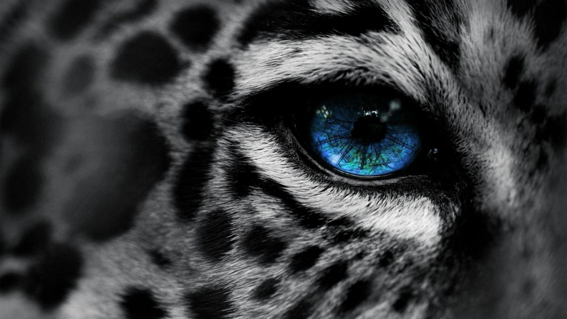 wallpaper et fond d'écran oeil yeux félin panthère portrait animals animaux