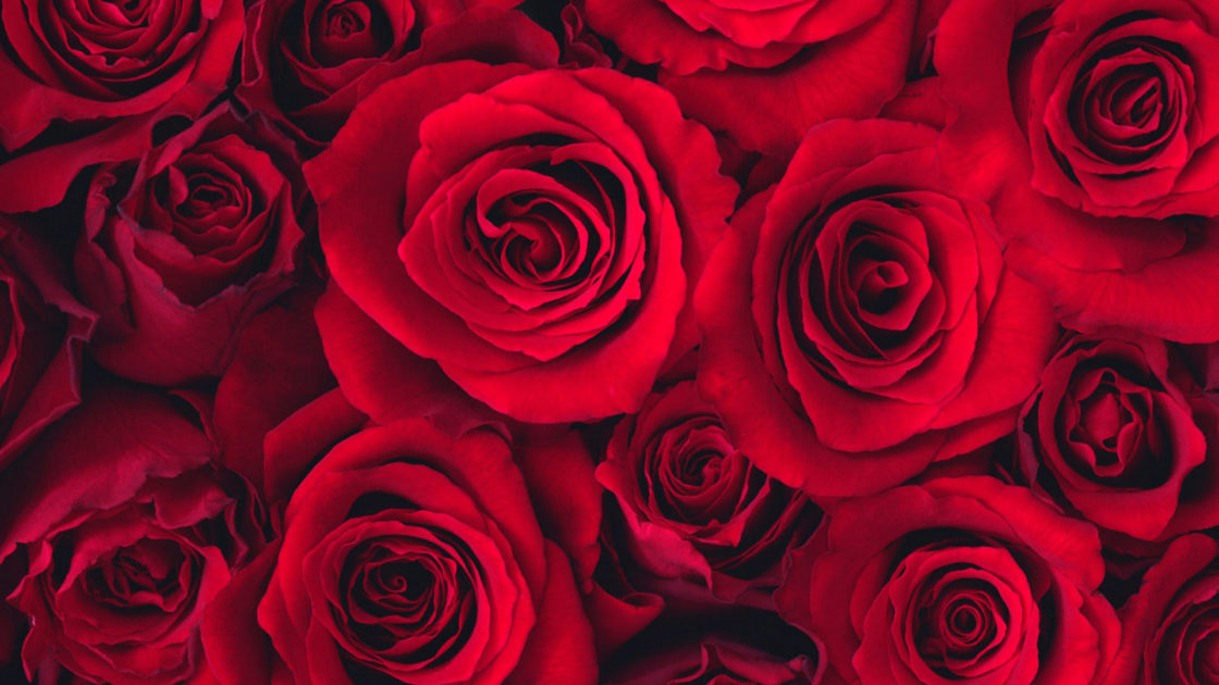 wallpaper et fond d'écran roses fleurs fleuri jardin nature macro