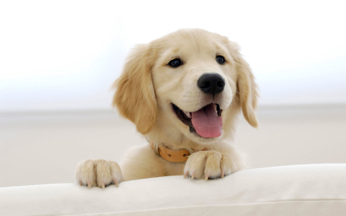 wallpaper et fond d'écran chiot chien animals animaux mignon