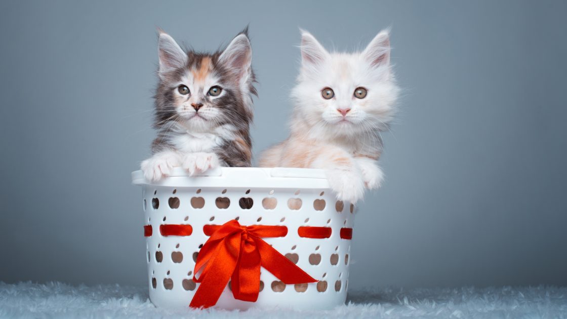 wallpaper et fond d'écran chatons chat mignon panier animals animaux