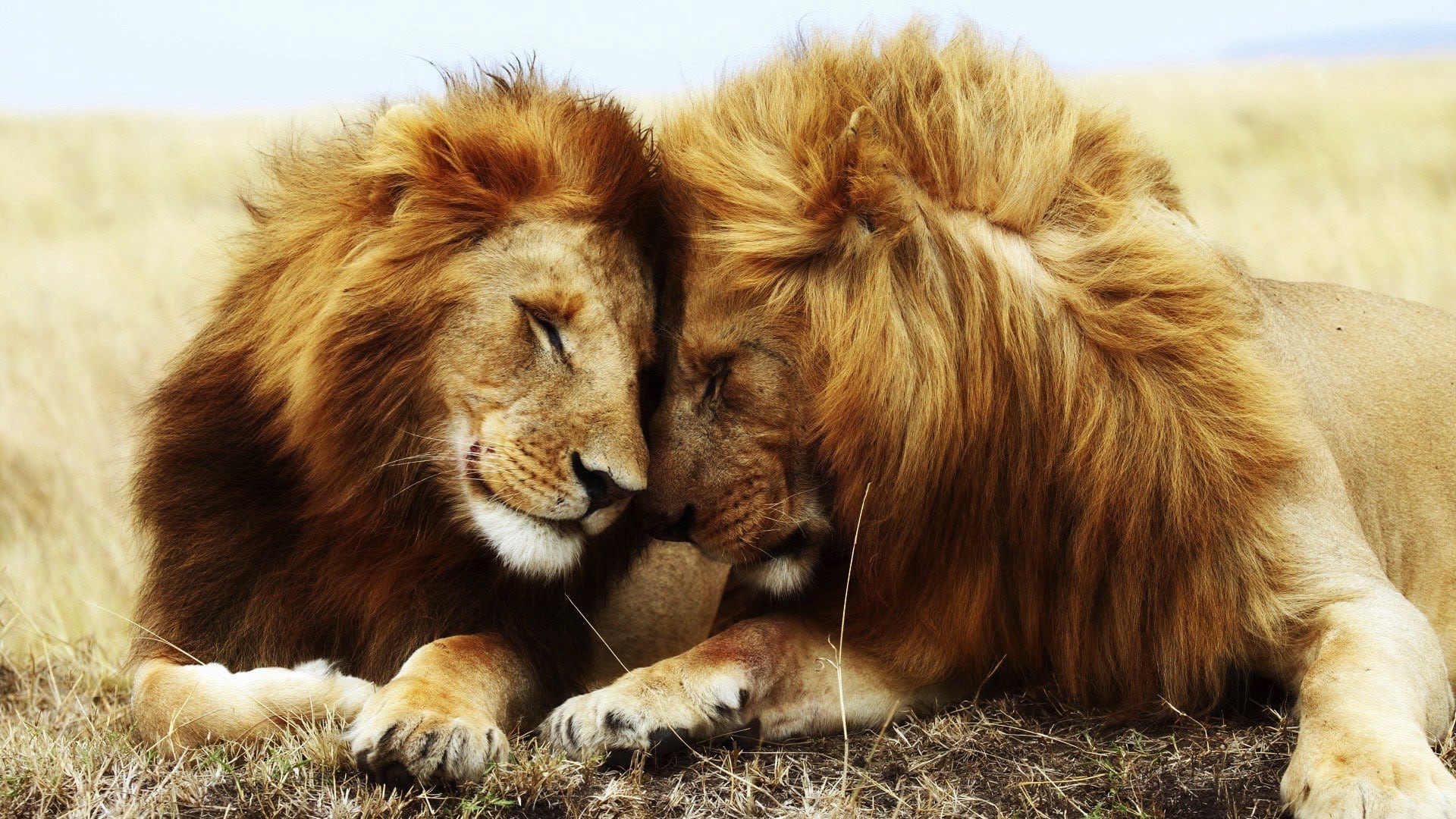 wallpaper et fond d'écran lions félin animals animaux complice