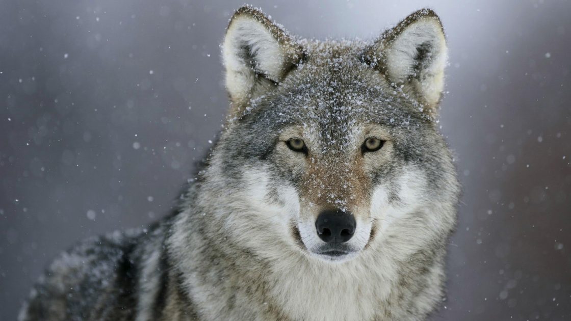 wallpaper et fond d'écran loup wolf animal animaux portrait