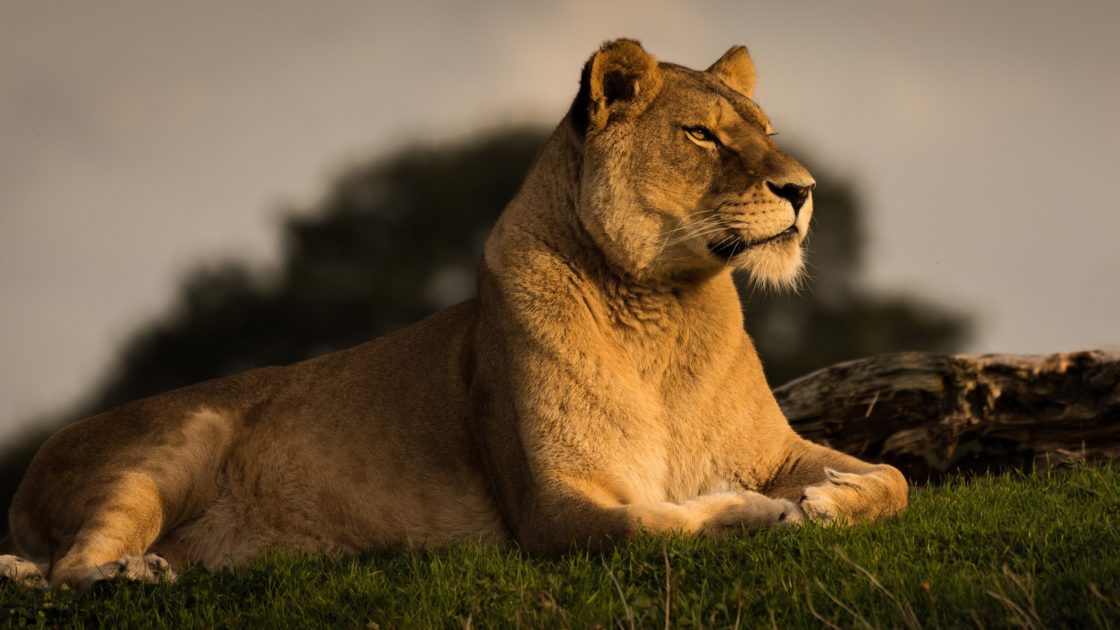 wallpaper et fond d'écran lionne lion félin animals animaux fauve