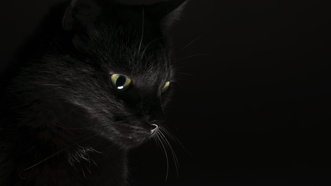 wallpaper et fond d'écran chat noir cat animals animaux