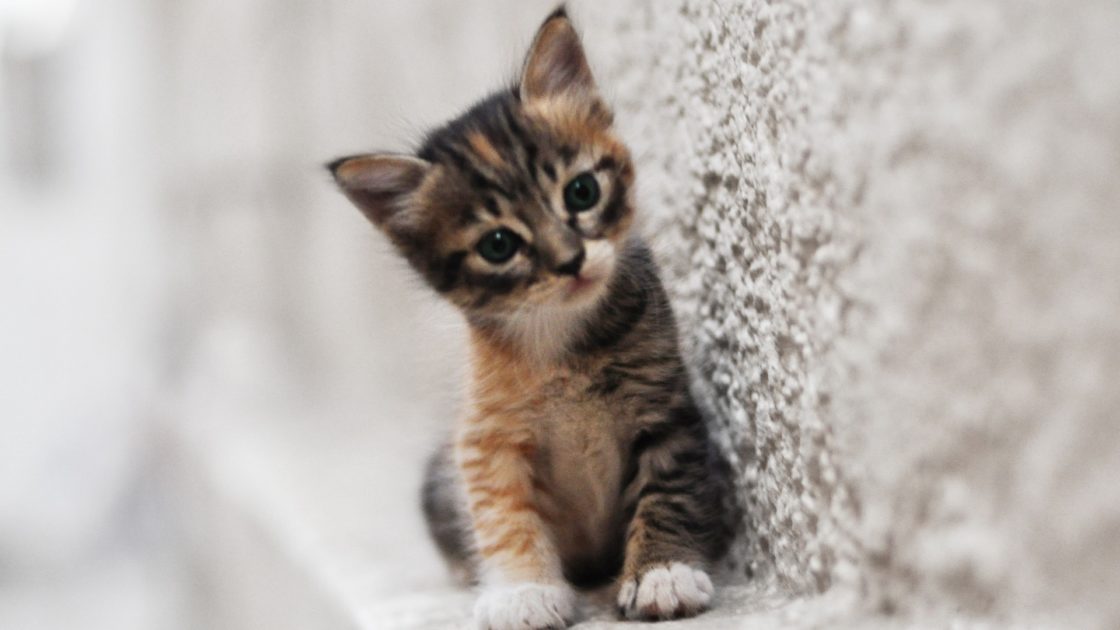 wallpaper et fond d'écran chaton cat chat kitten animals animaux