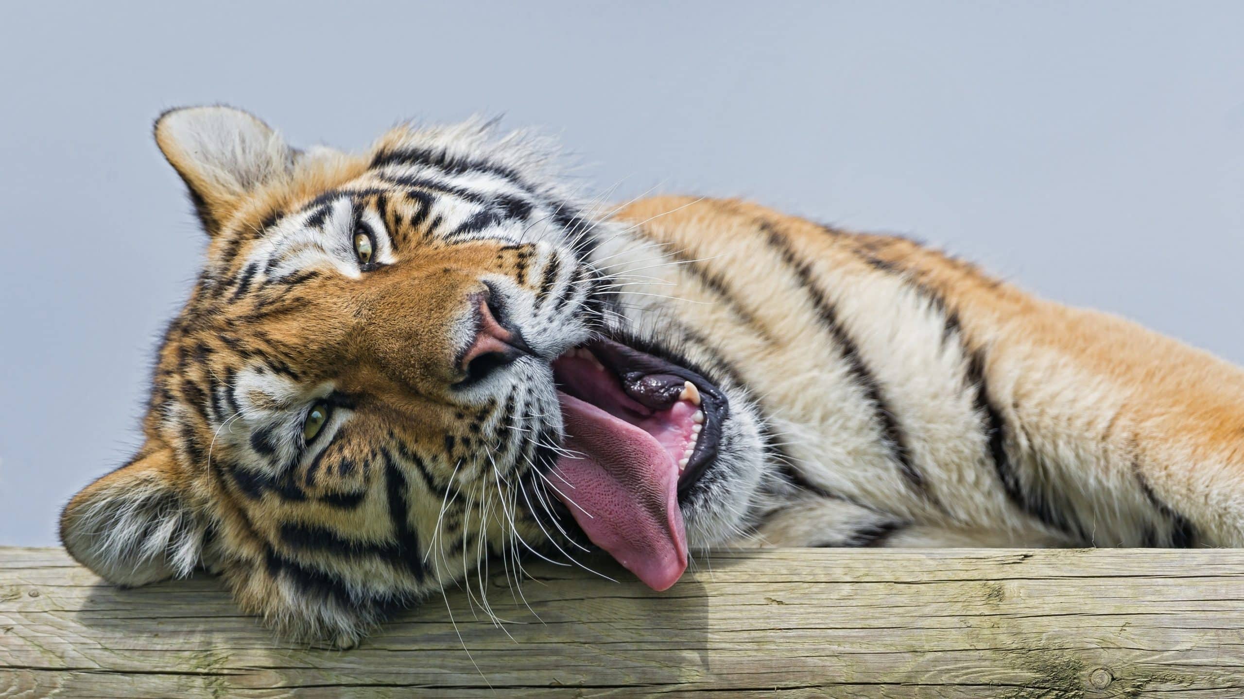 wallpaper et fond d'écran tigre repos félin animals animaux dormir