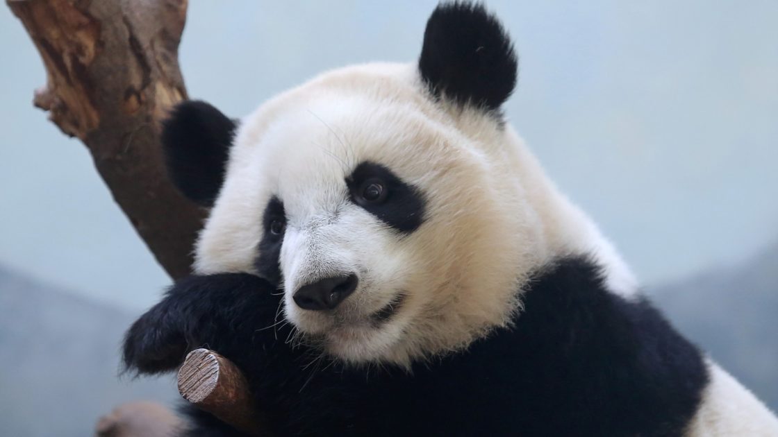 wallpaper et fond d'écran panda animals animaux portrait