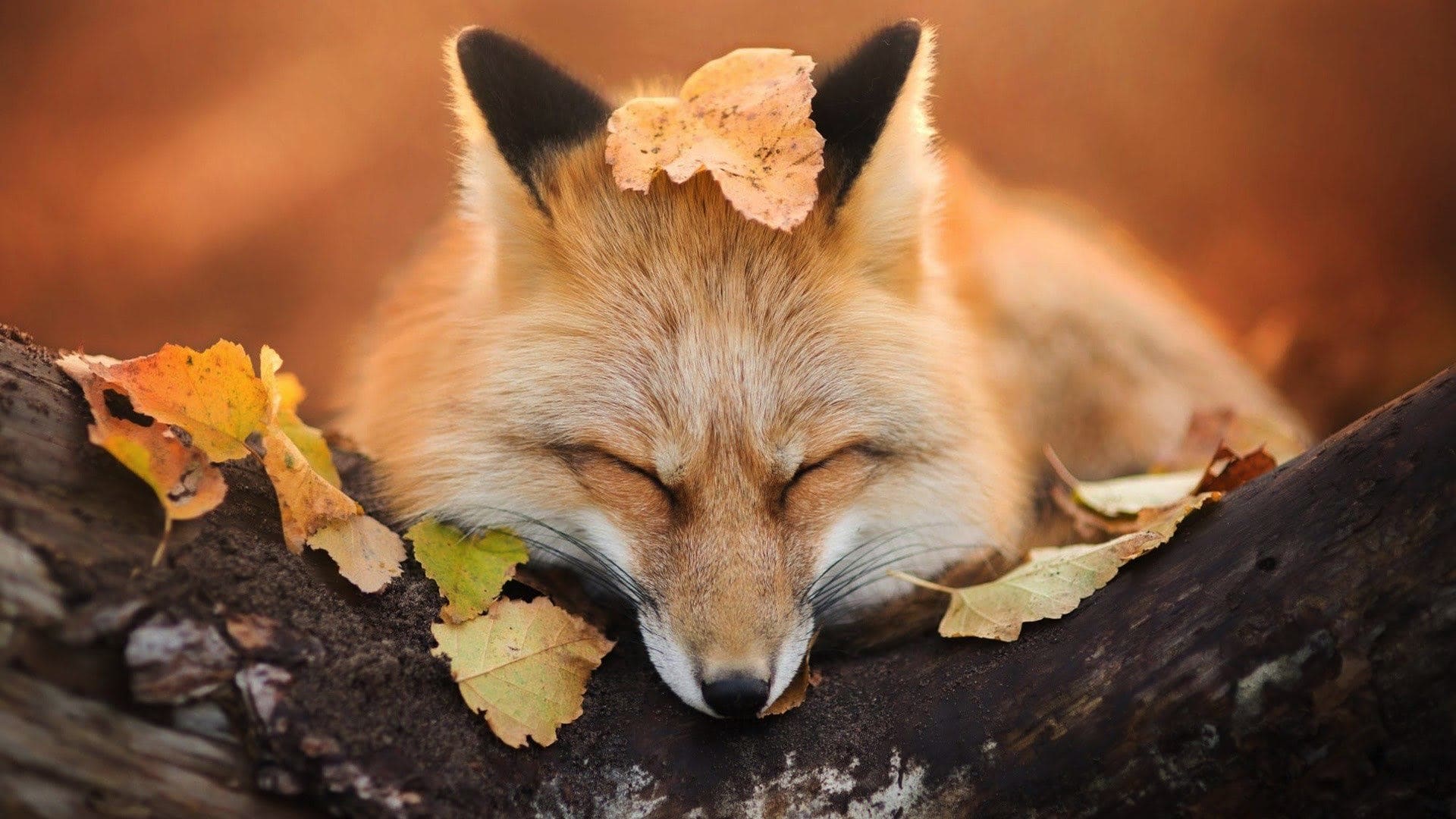 wallpaper et fond d'écran renard nature animals animaux portrait fox