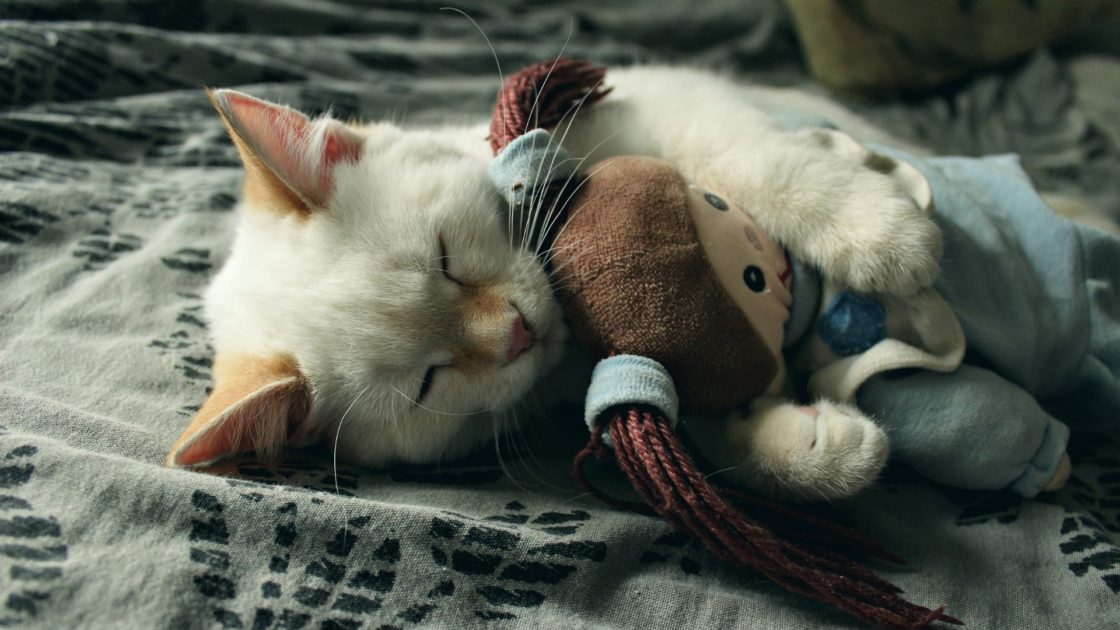 wallpaper et fond d'écran chat cat sommeil dormir repos animals animaux