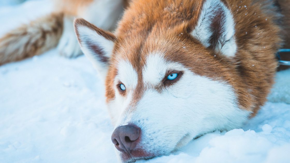 wallpaper et fond d'écran chien dog husky animals animaux yeux