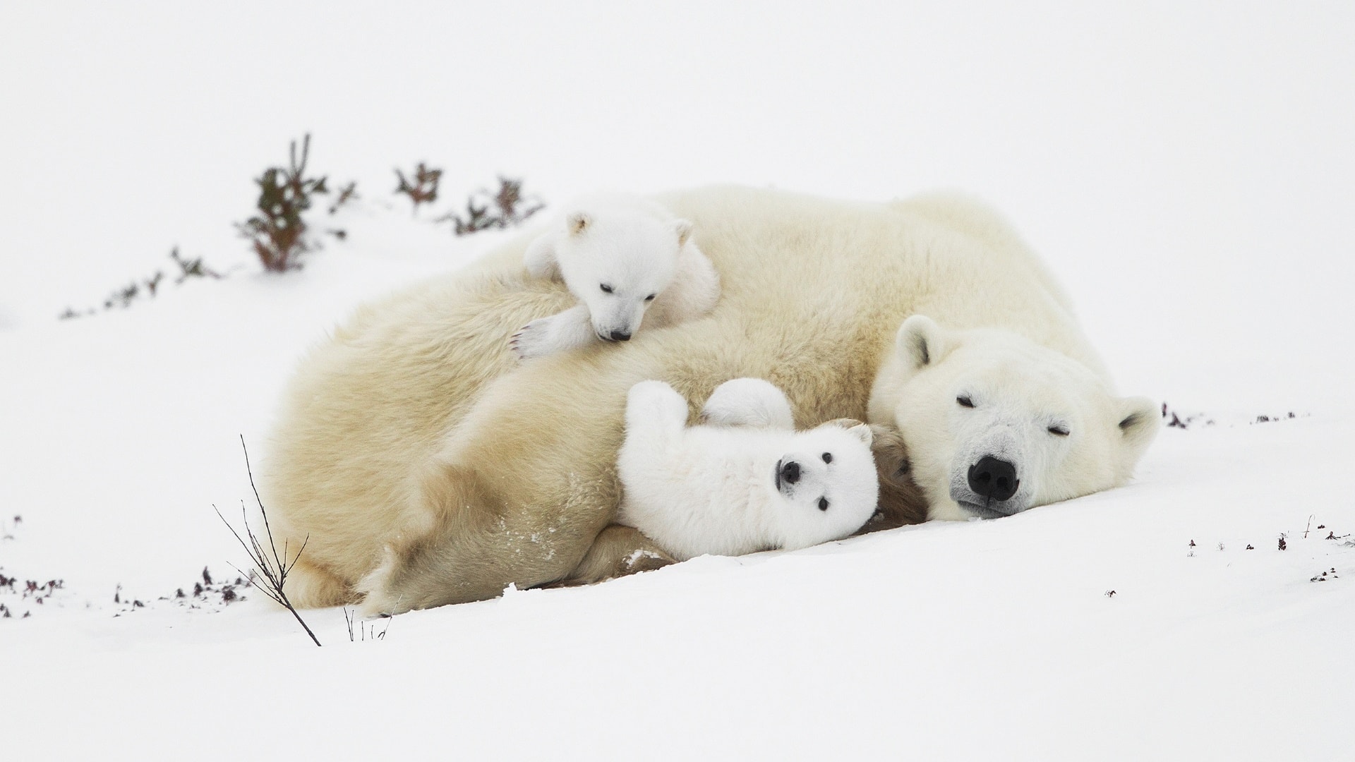 wallpaper et fond d'écran ours polaire nature animals animaux famille oursons