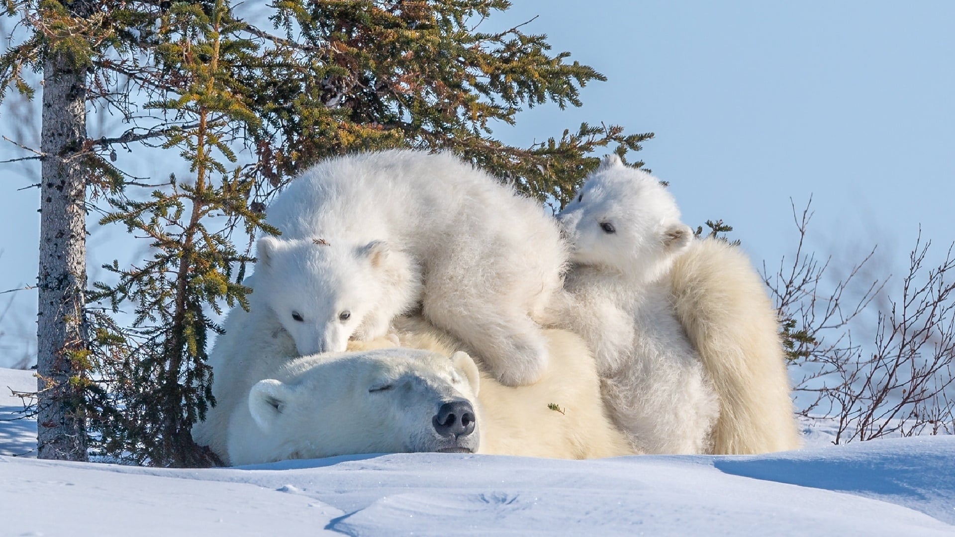 wallpaper et fond d'écran ours polaire nature animals animaux famille oursons