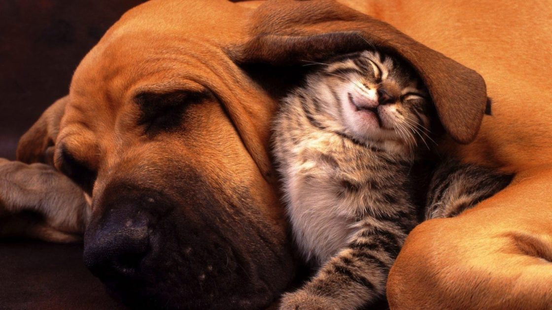 wallpaper et fond d'écran tendresse chien chat animals animaux repos