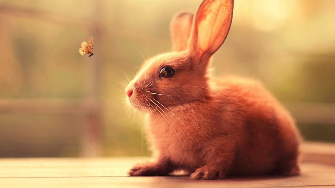 wallpaper et fond d'écran lapin animals animaux mignon