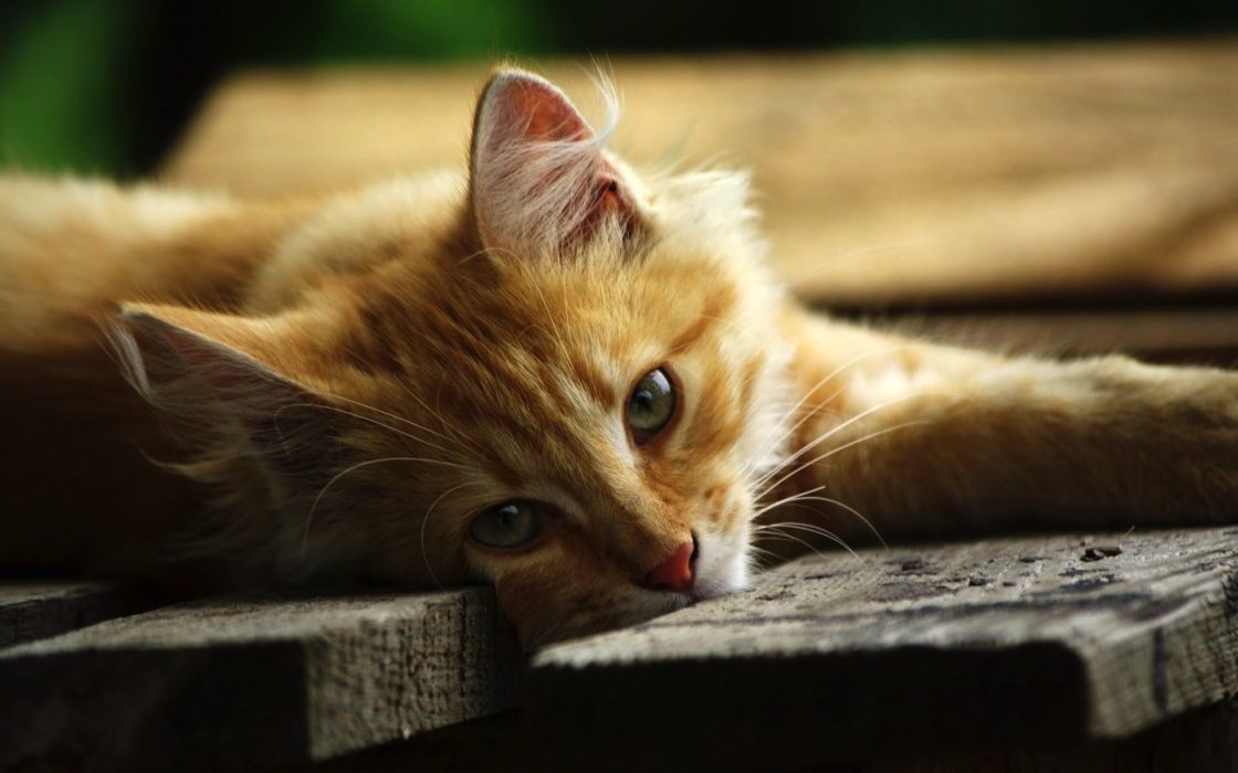 wallpaper et fond d'écran beau chat cat animals animaux félin