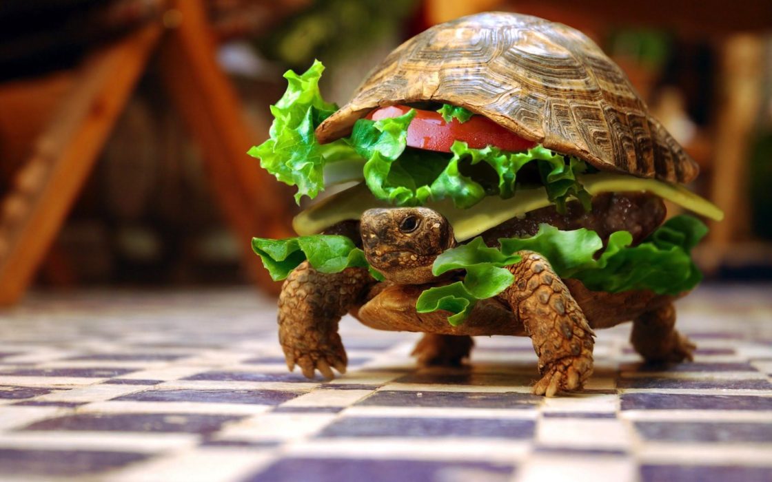 wallpaper et fond d'écran tortue salade sandwich humour drôle animals animaux