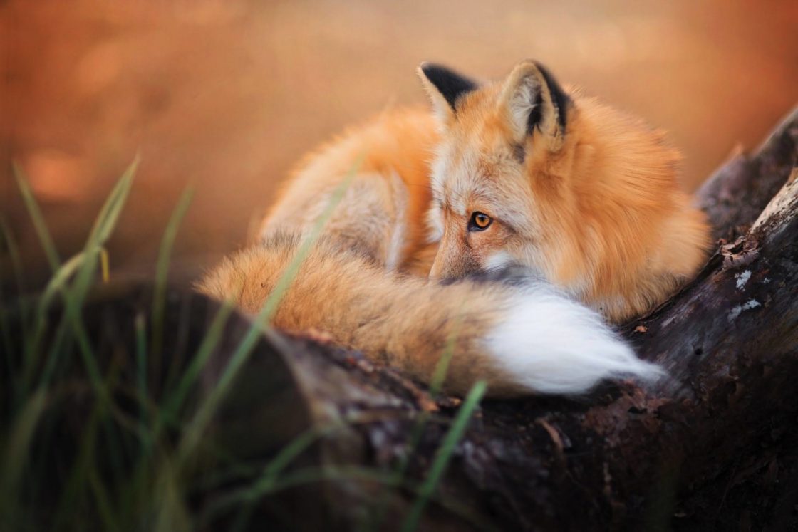 wallpaper et fond d'écran renard repos fox animals animaux