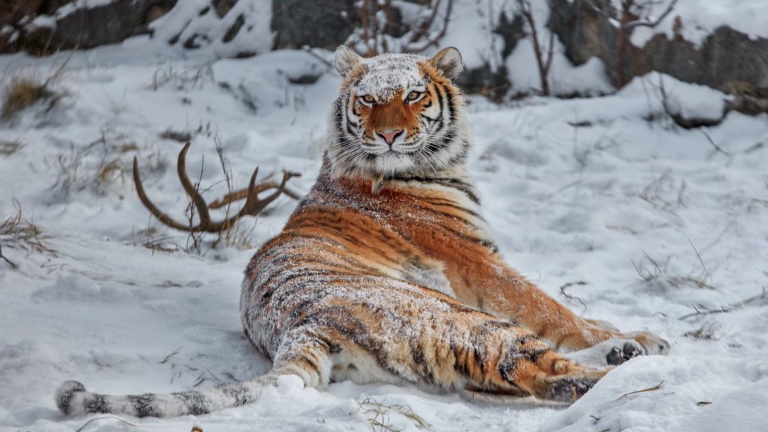 wallpaper et fond d'écran tigre Sibérie neige nature animals animaux félin