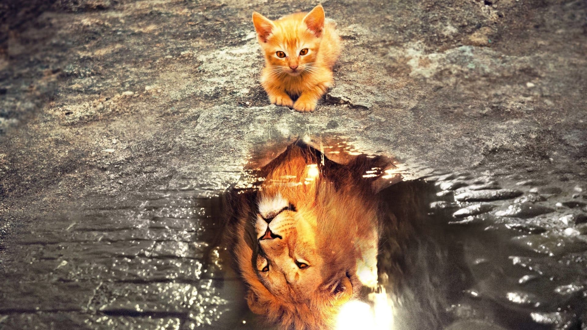 wallpaper et fond d'écran chat lion reflet eau animals animaux félin