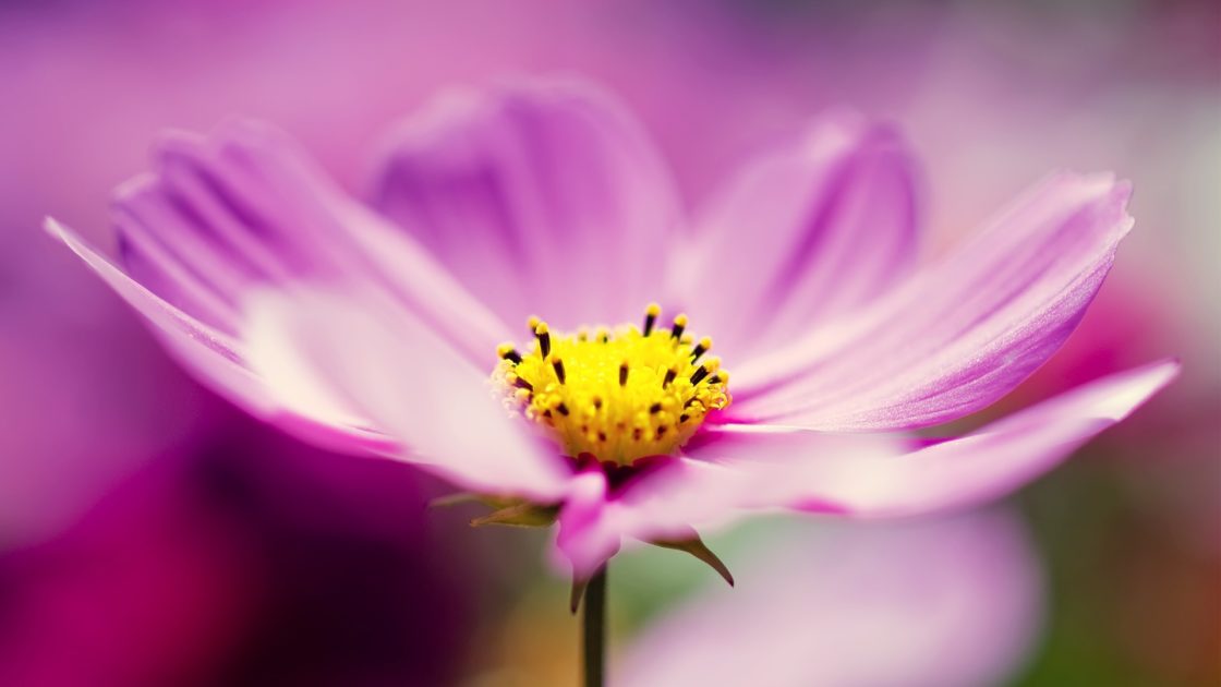 wallpaper et fond d'écran fleur macro nature pétales fleuri jardin