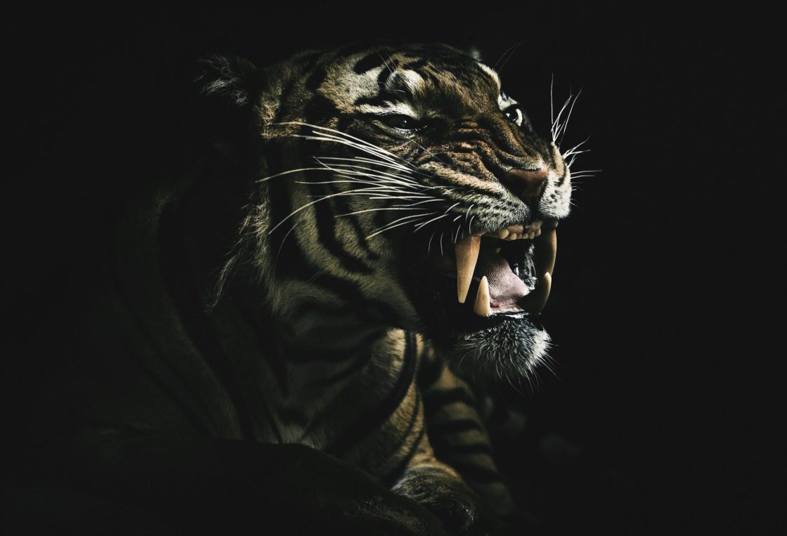 wallpaper et fond d'écran tigre rugir félin animals animaux portrait