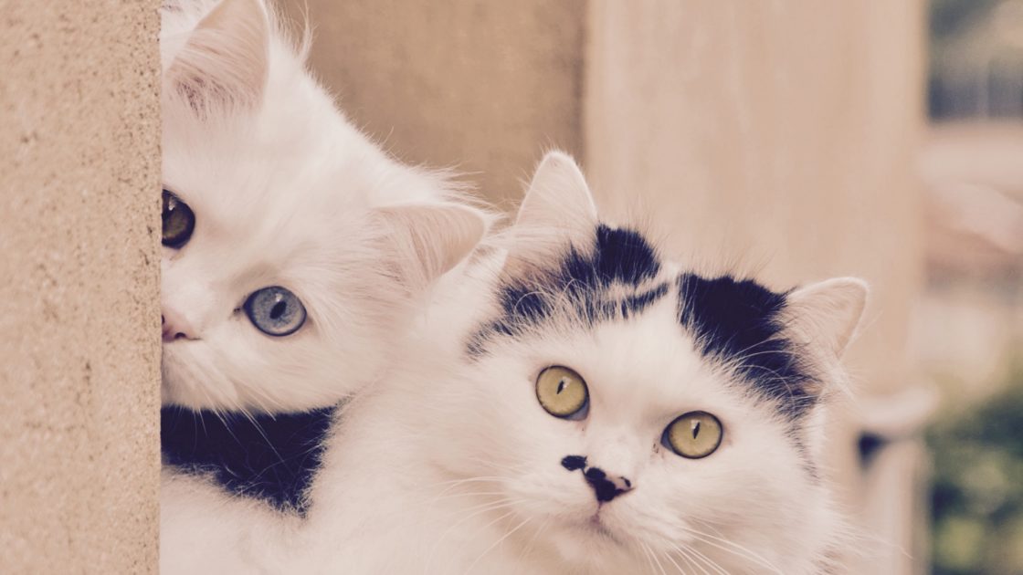 wallpaper et fond d'écran chat cat caché animals animaux beau