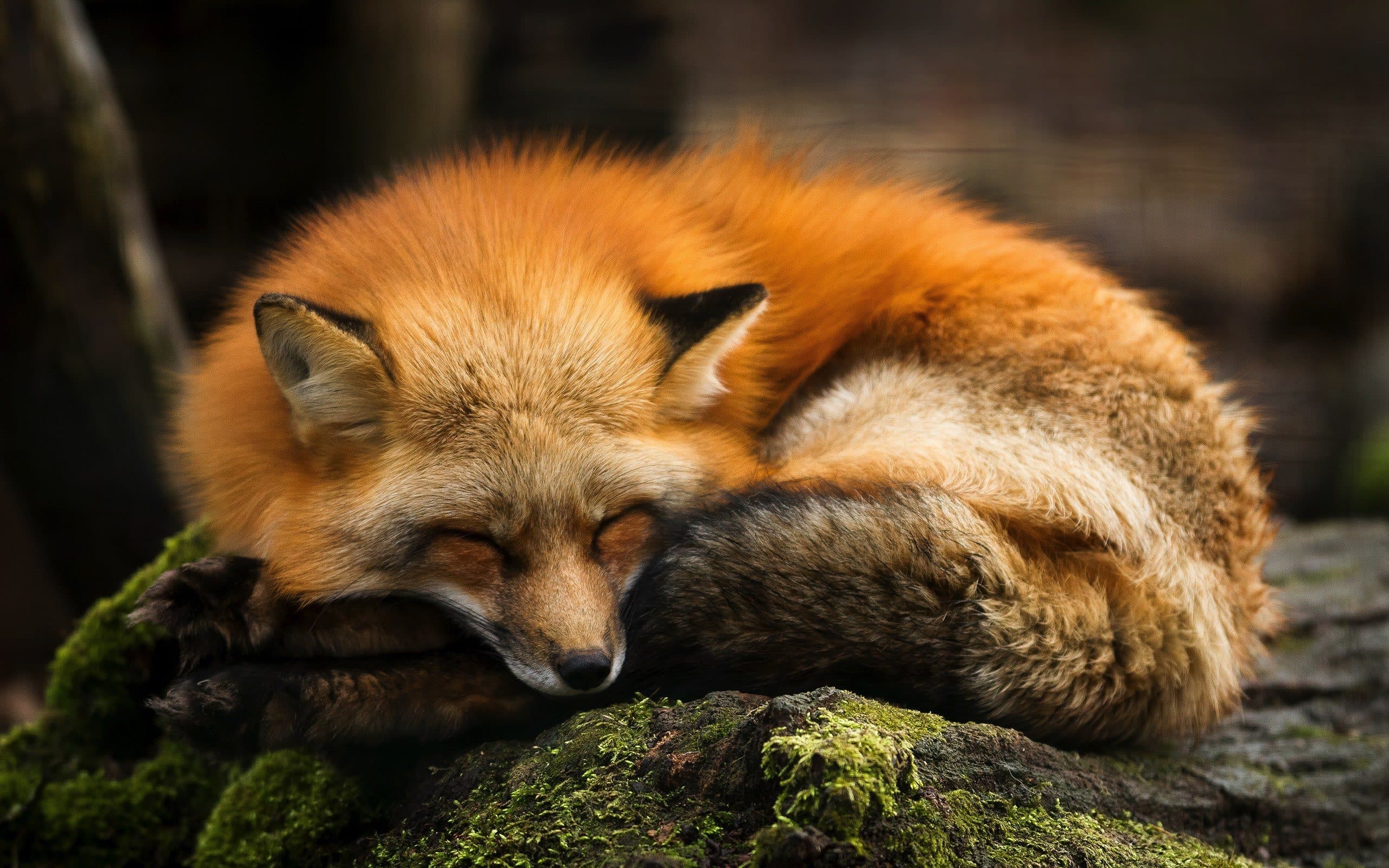 wallpaper et fond d'écran renard repos animals animaux nature fox