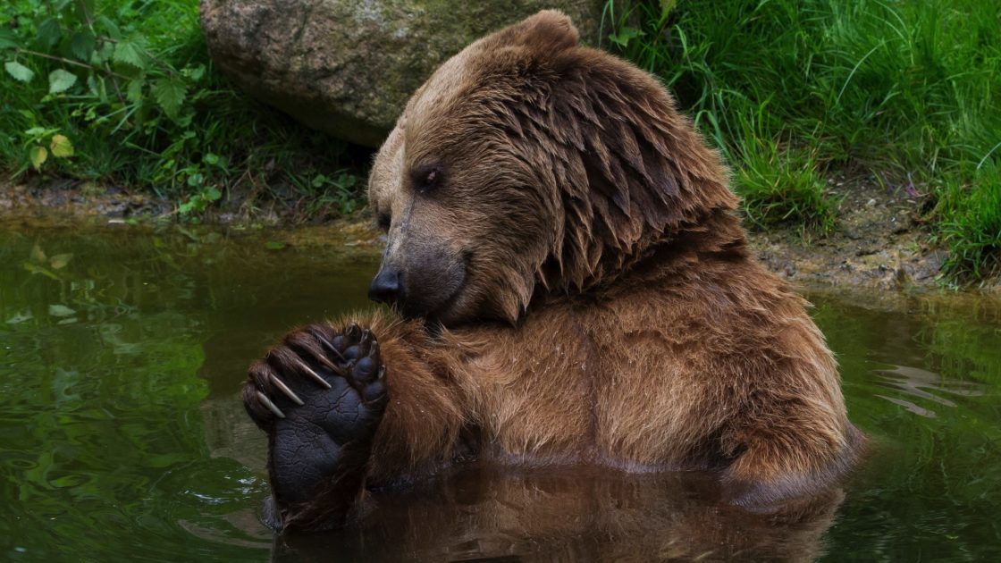 wallpaper et fond d'écran ours brun animals animaux portrait nature