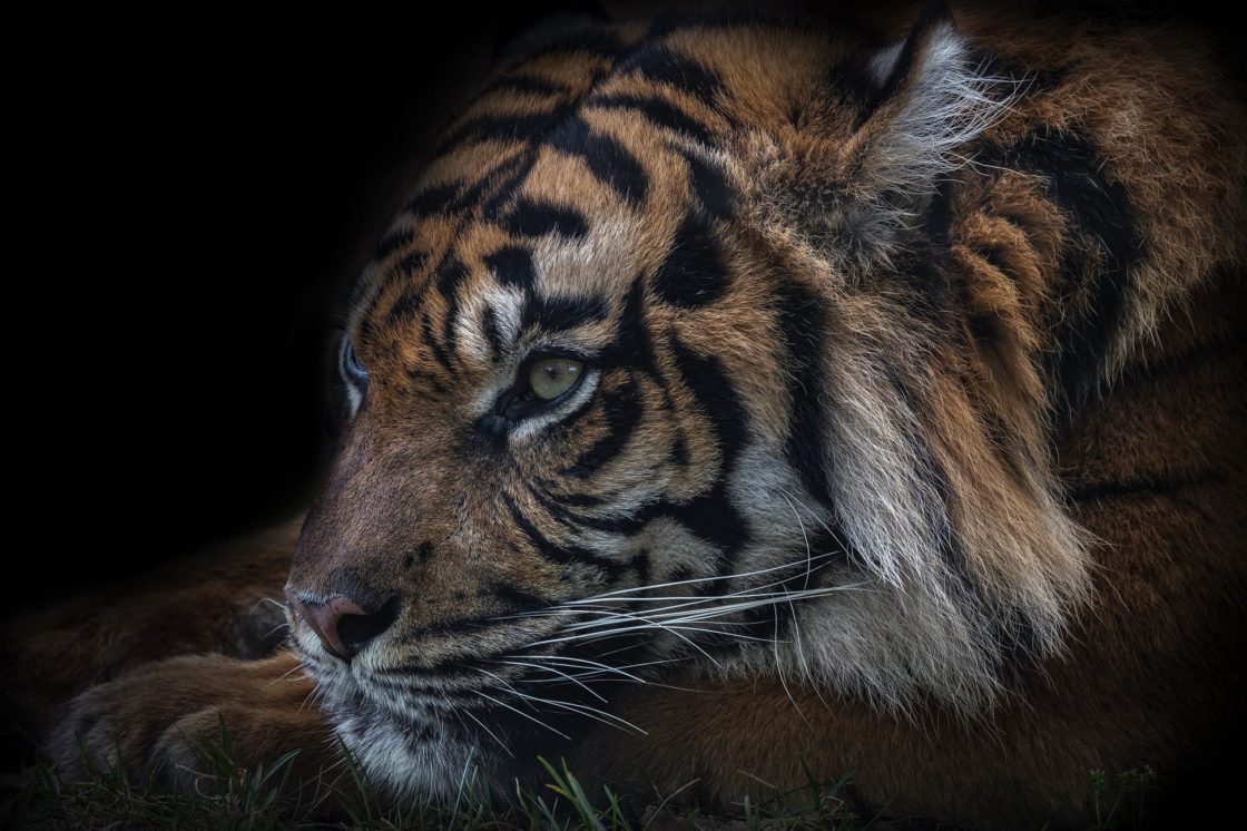 wallpaper et fond d'écran tigre animals animaux félin portrait