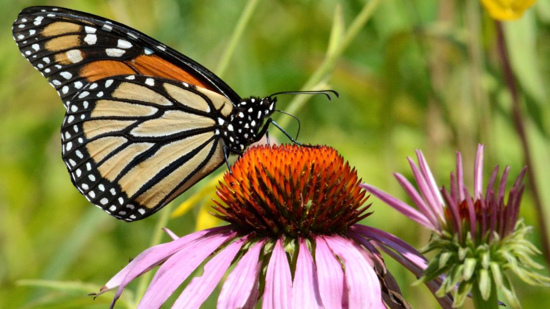 wallpaper et fond d'écran papillon animaux animals insecte nature fleur