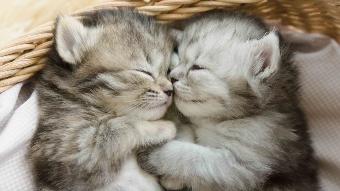 wallpaper et fond d'écran chaton chat kitten tendresse animals animaux