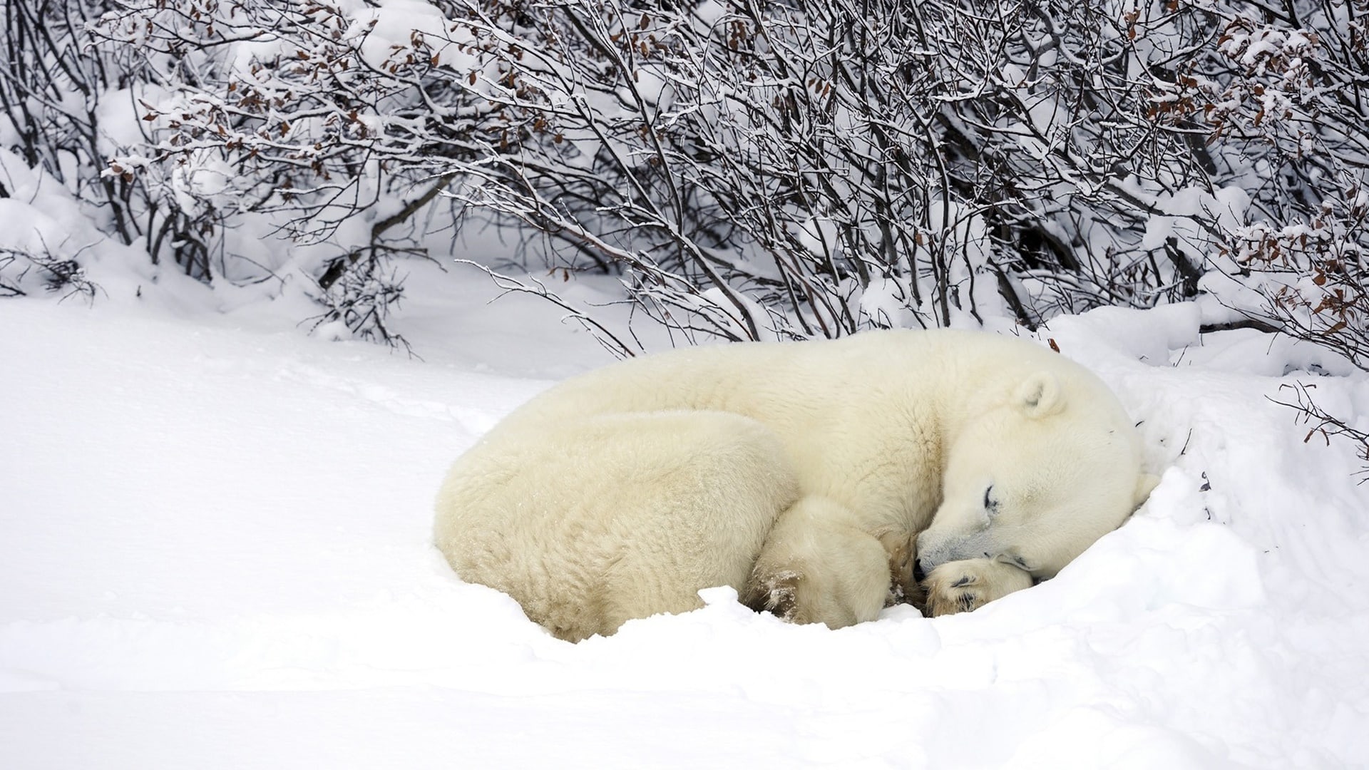 wallpaper et fond d'écran ours polaire nature neige animals animaux neige