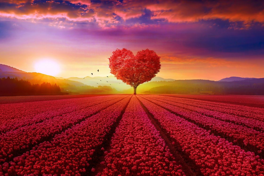 wallpaper et fond d'écran champ coeur arbre jardin fleurs nature paysage