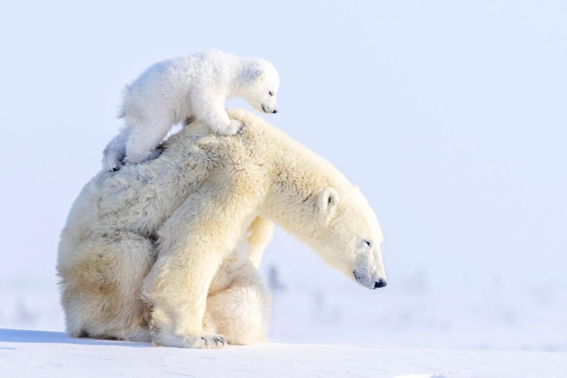 wallpaper et fond d'écran ours polaire nature neige animals animaux neige