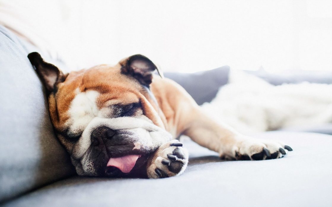 wallpaper et fond d'écran chien fatigué sommeil repos dog animals animaux