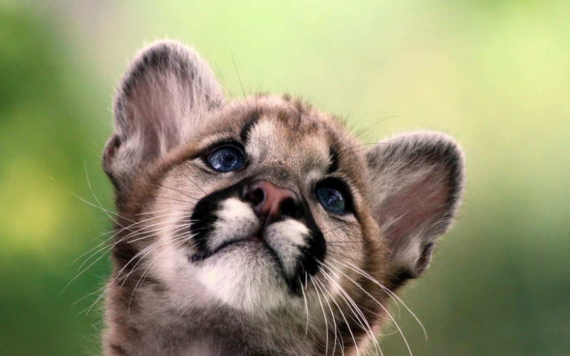 wallpaper et fond d'écran bébé puma animals animaux portrait beau